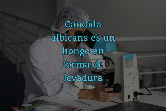 candida albicans